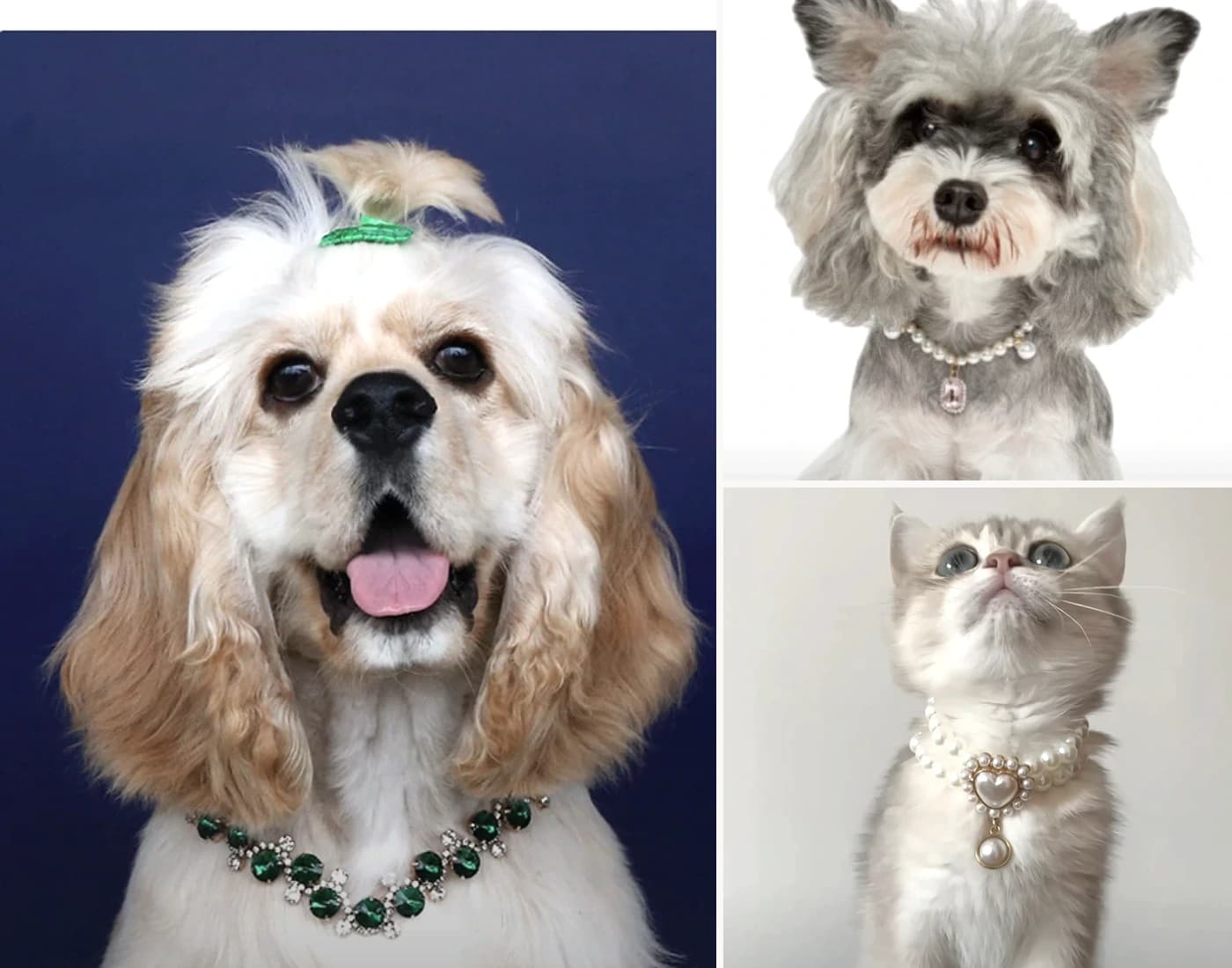 Dogs and a cat wearing Maison Lumiere pearl and jewel collars