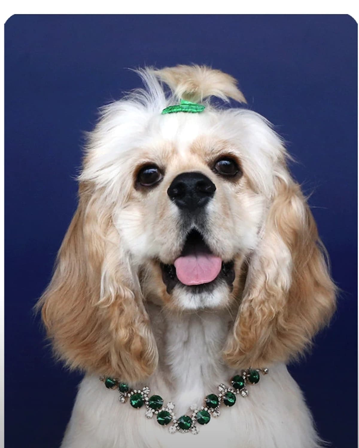 Cocker spaniel wearing the Emerald Gala collar