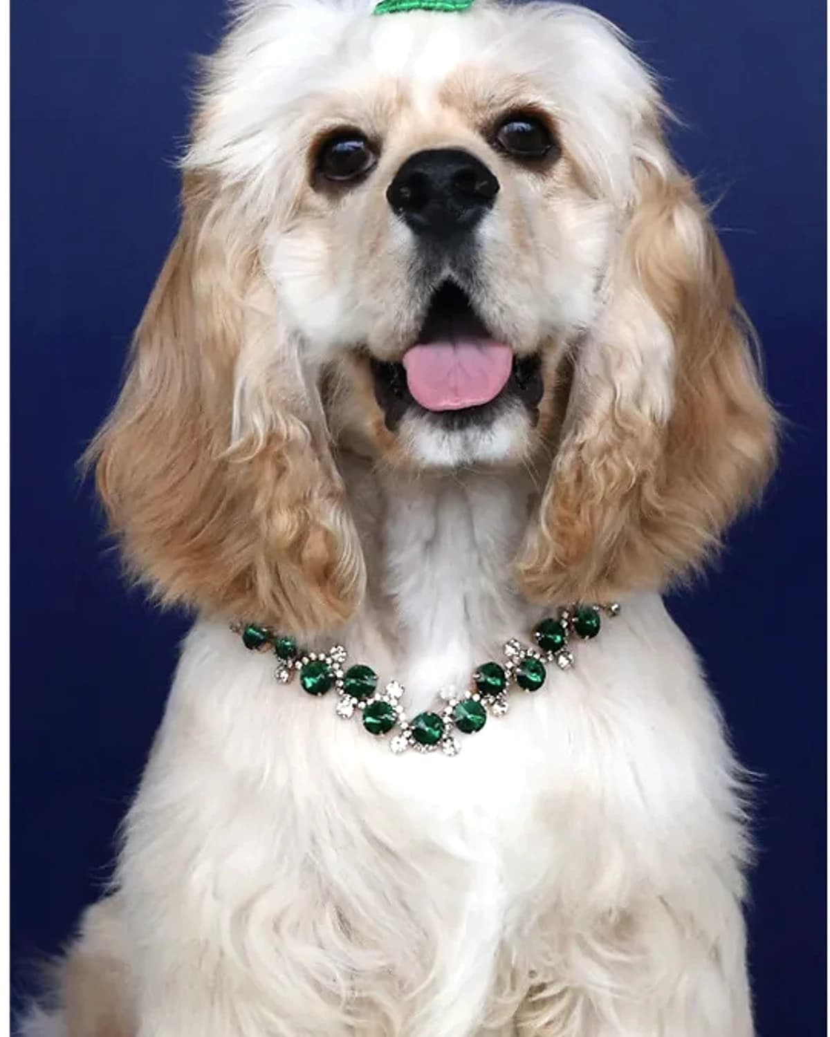 Cocker spaniel wearing the Emerald Gala collar from the Maison Lumiere collection