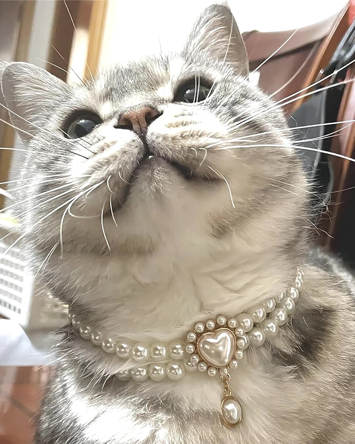 Gray cat wearing the Moonstone Devotion pearl collar in natural light
